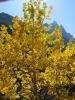 PICTURES/Grand Teton National Park/t_Fall Color on Trail2.JPG